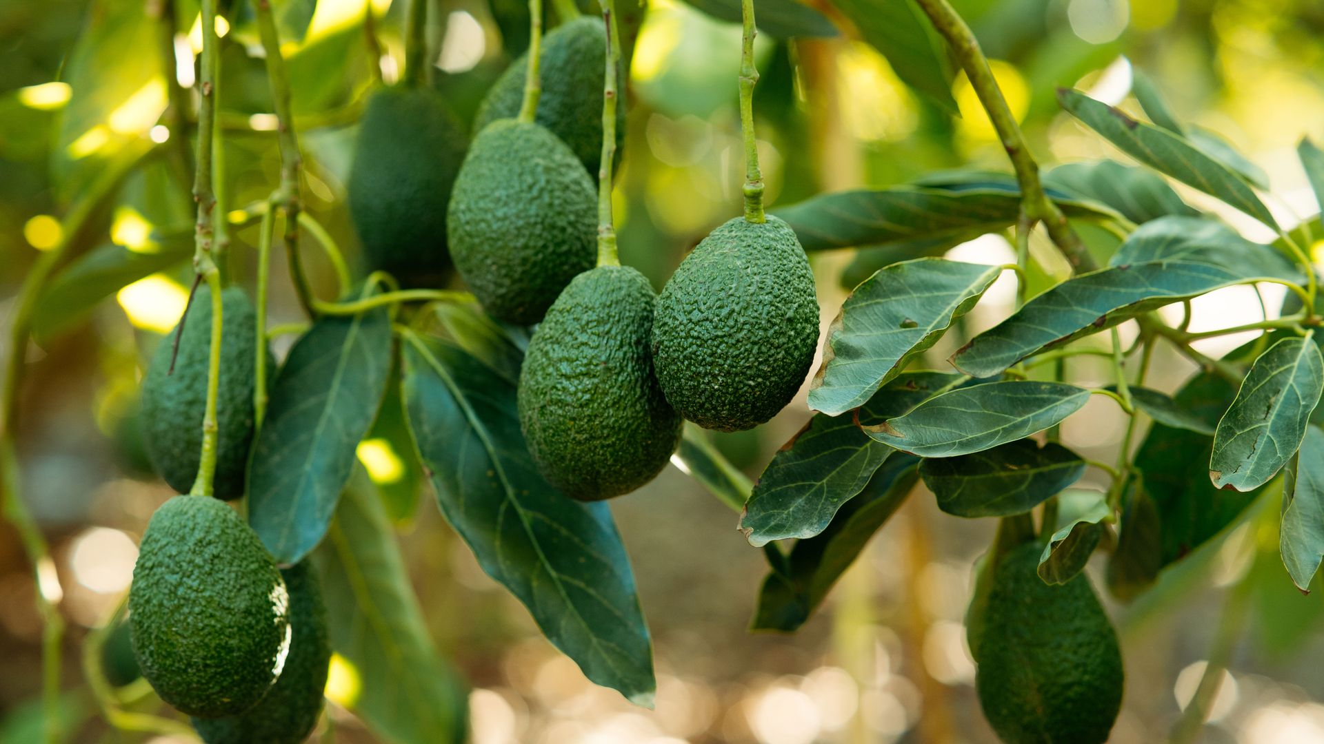 Nyamira county known for avocado growing