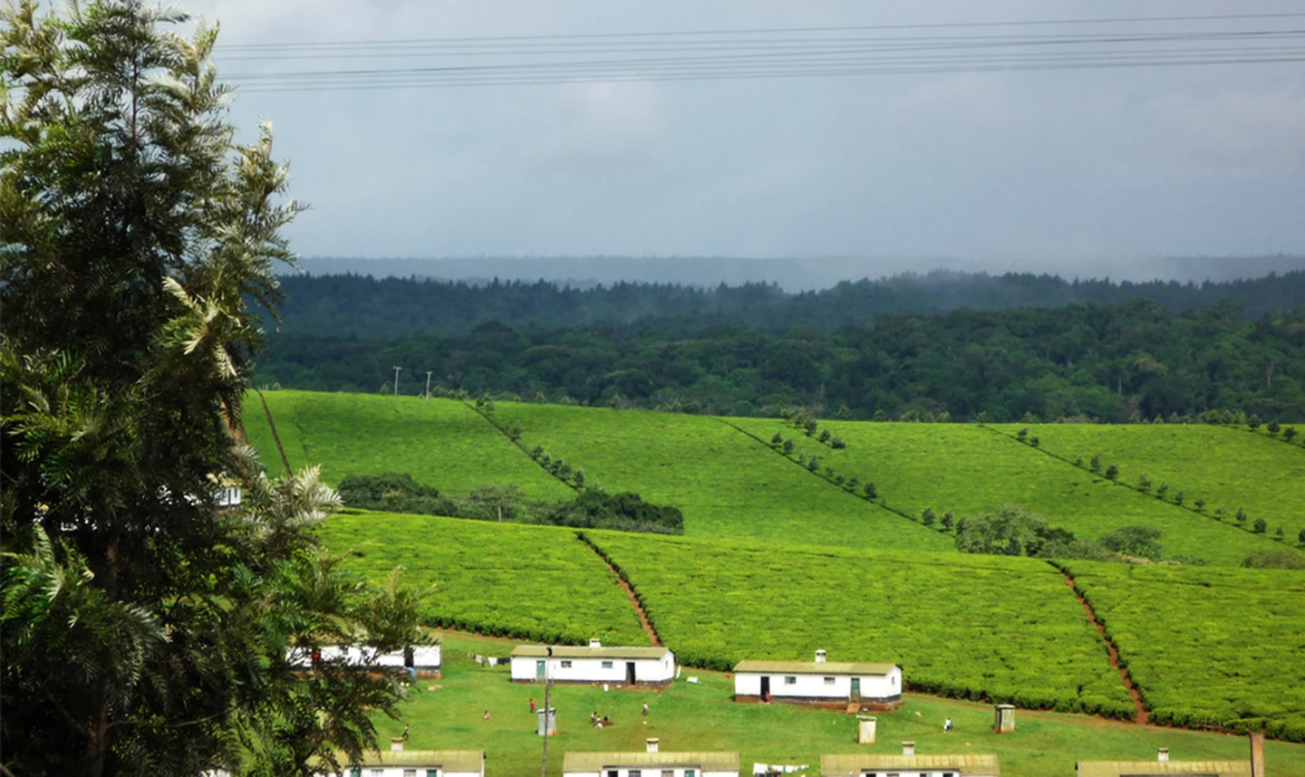 Kericho tea farms