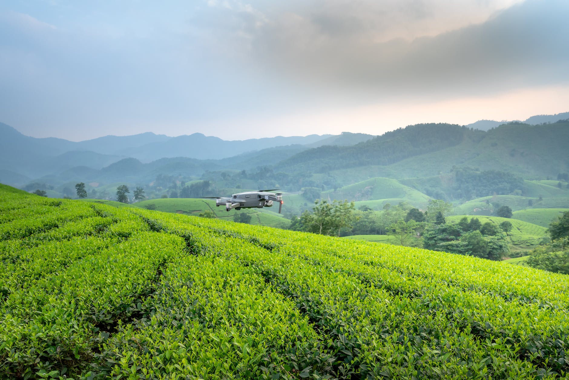 drone flying above plantations