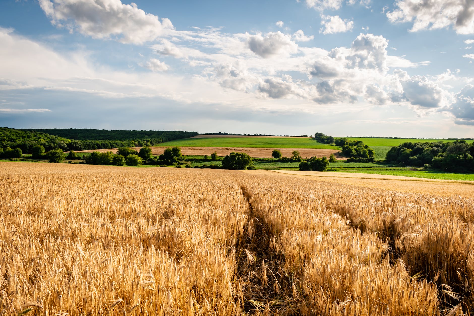 brown grass field under cloudy sky