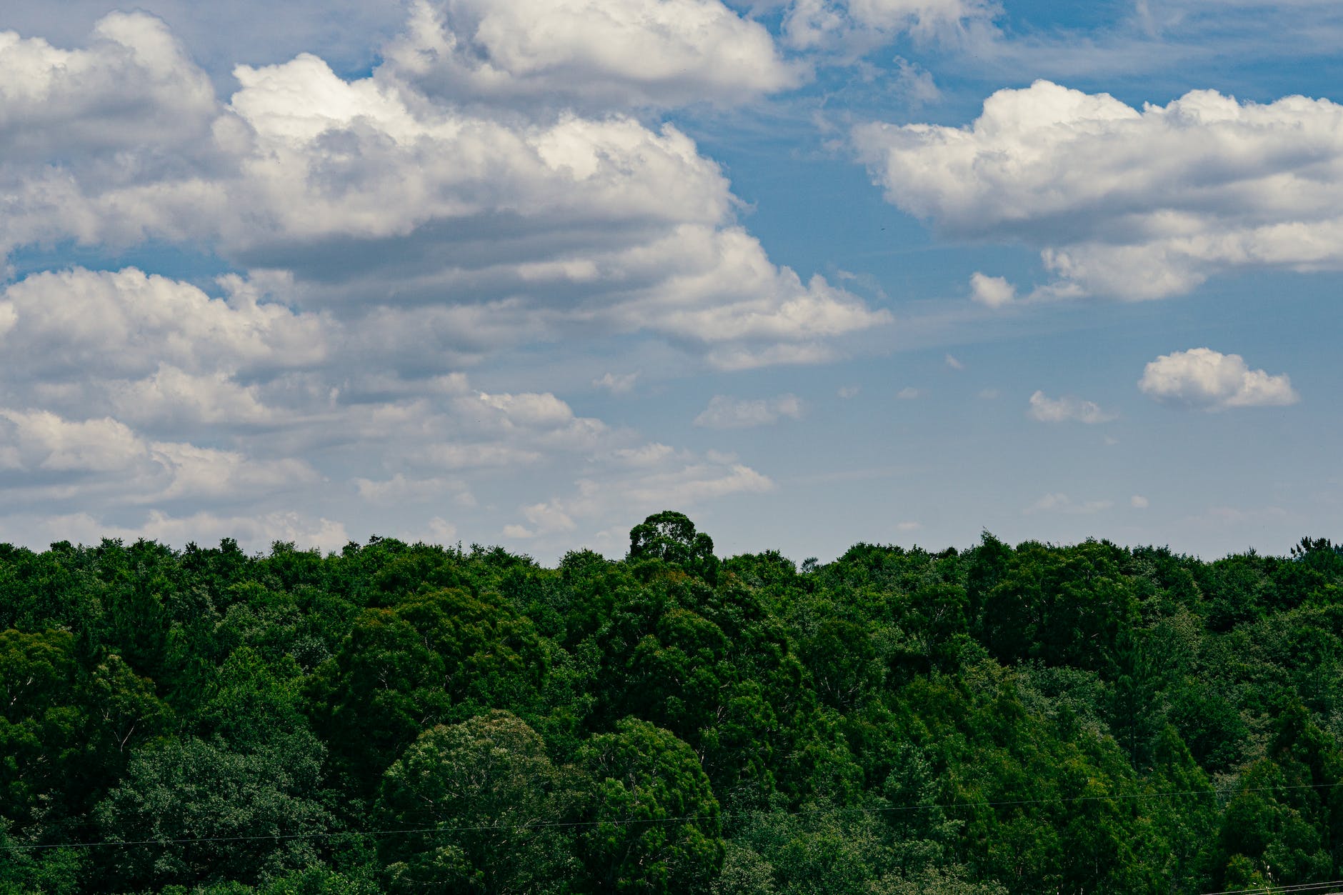 canopy of foliage forest