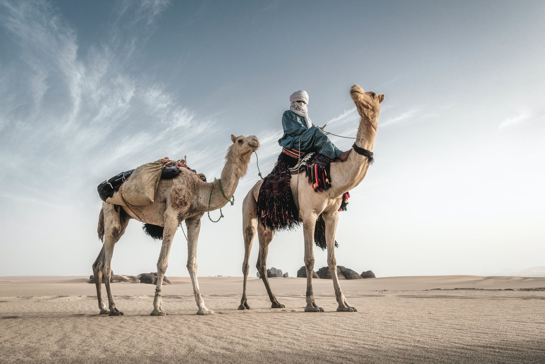 bedouin with camels