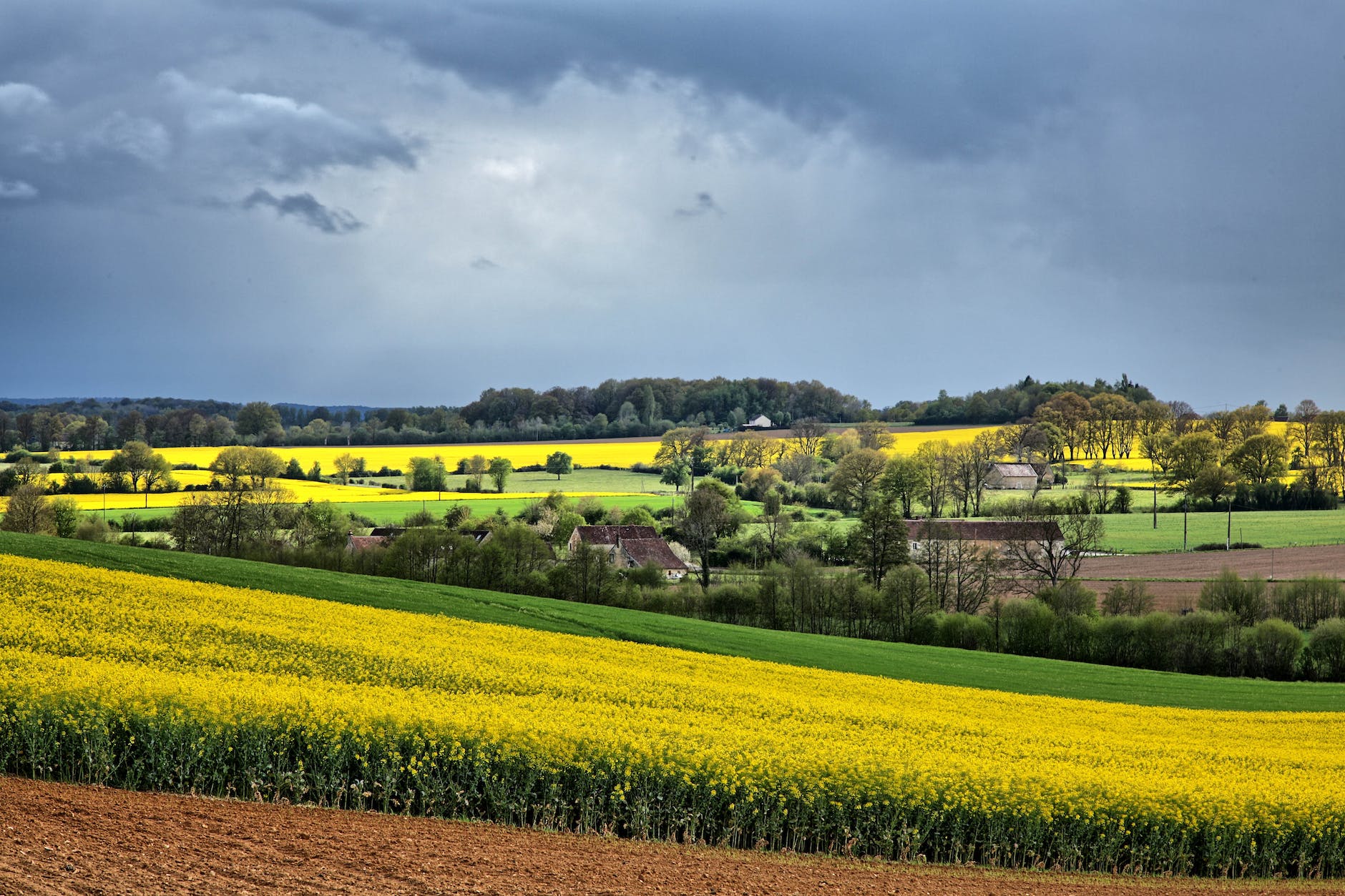 rapeseed fields around farms