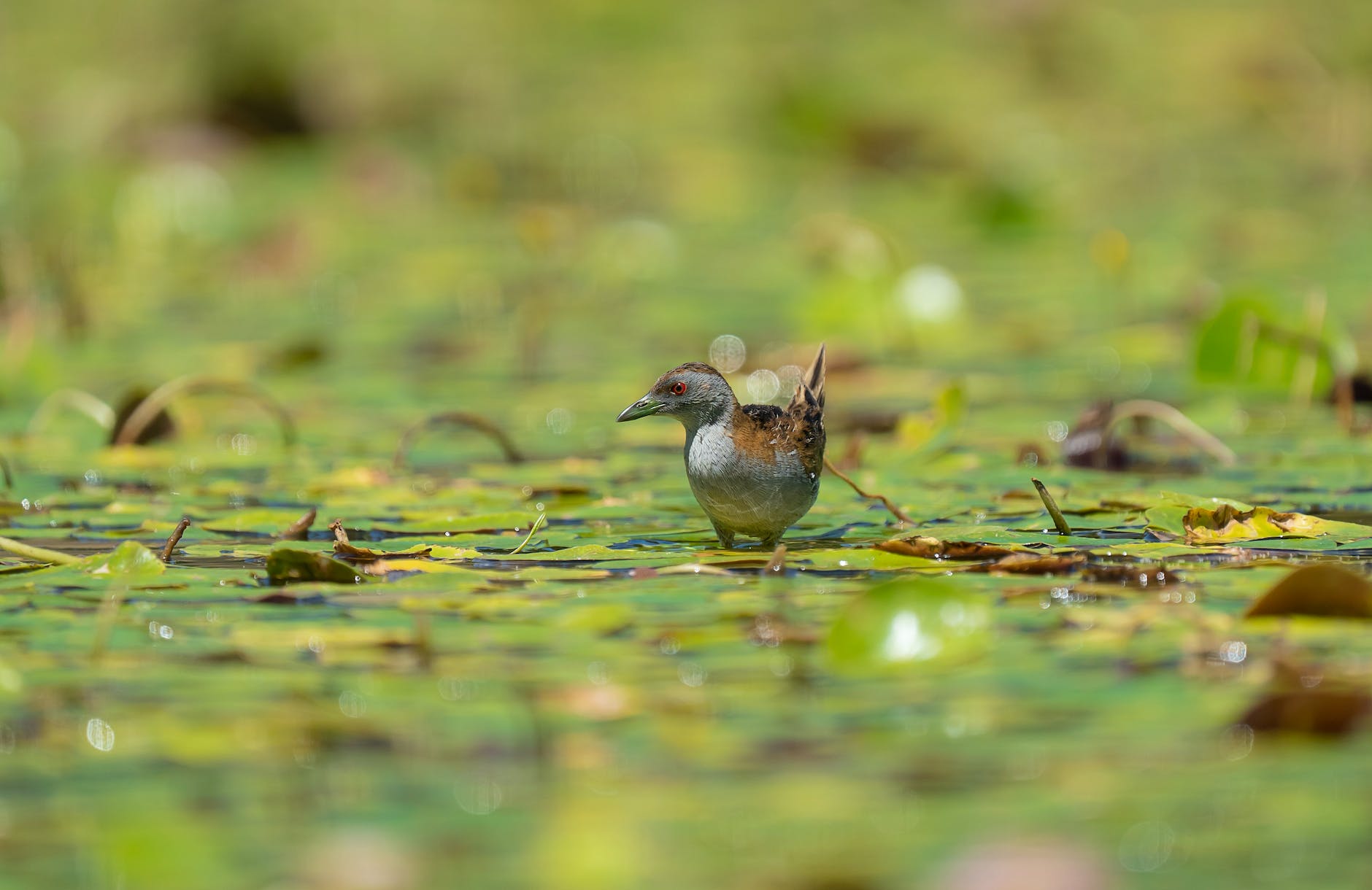 marsh crake on leaves on water