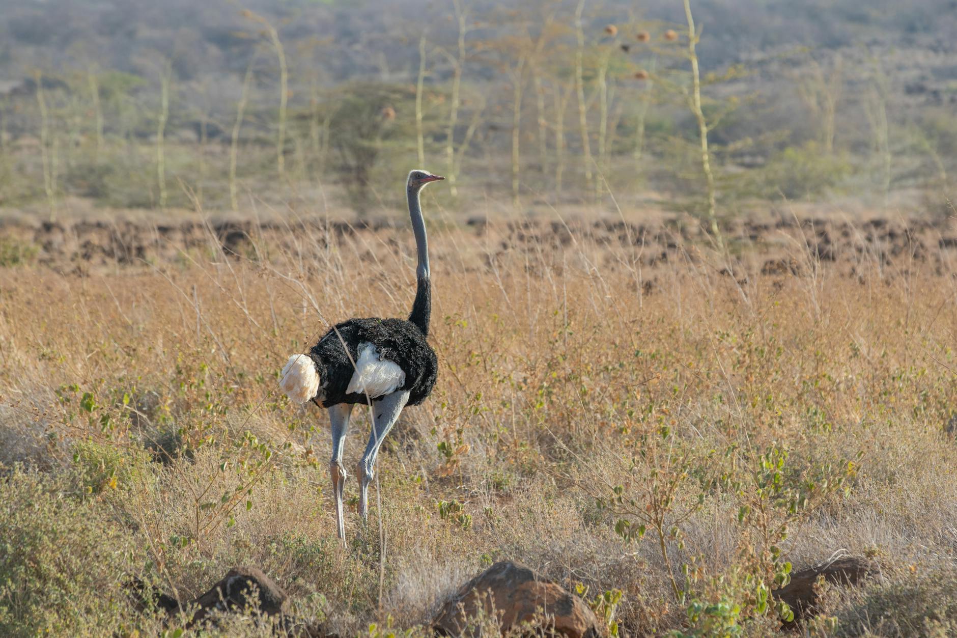 a somali ostrich wandering on chalbi desert