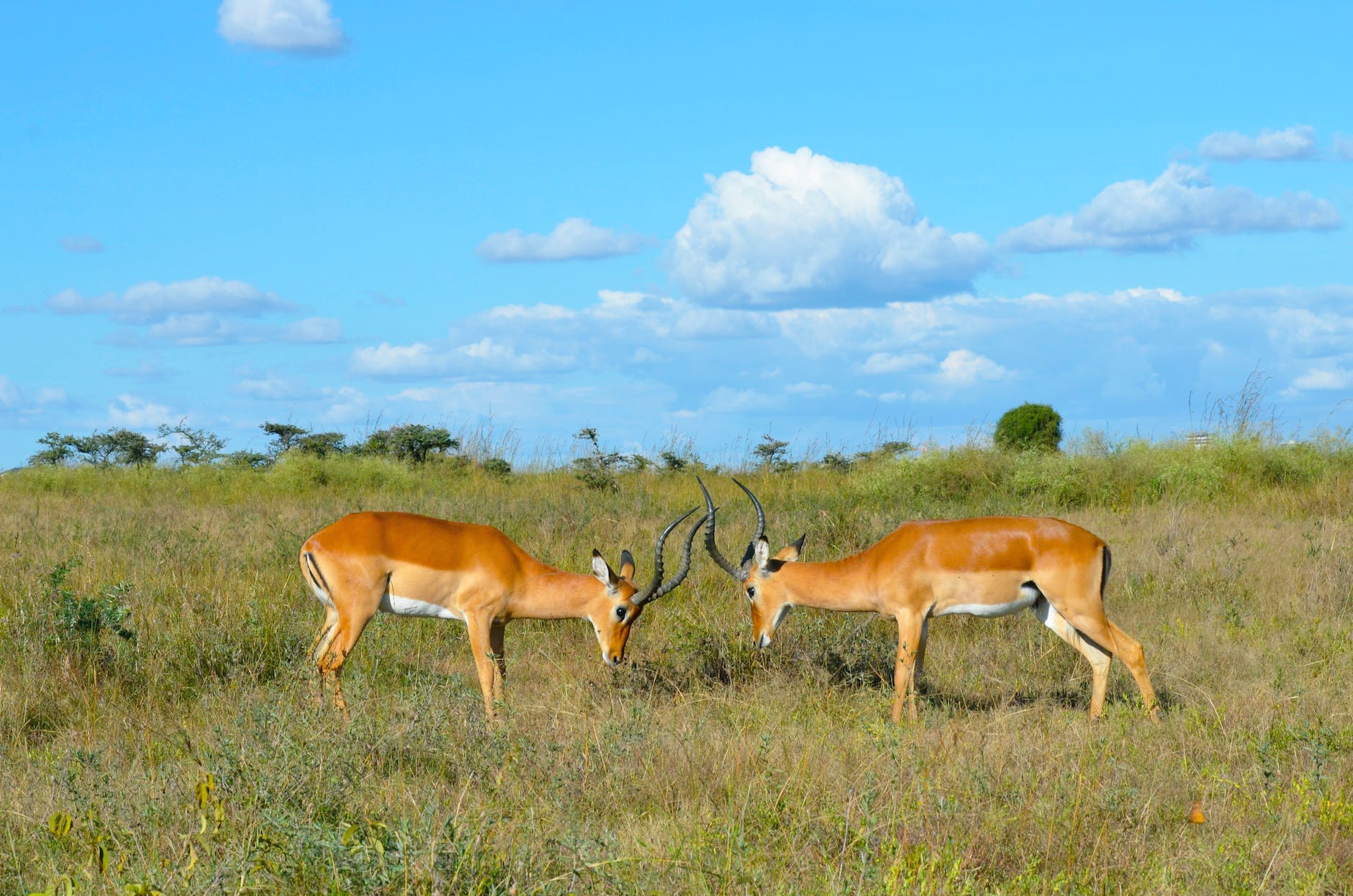 brown deer on green grass field under blue sky and white clouds