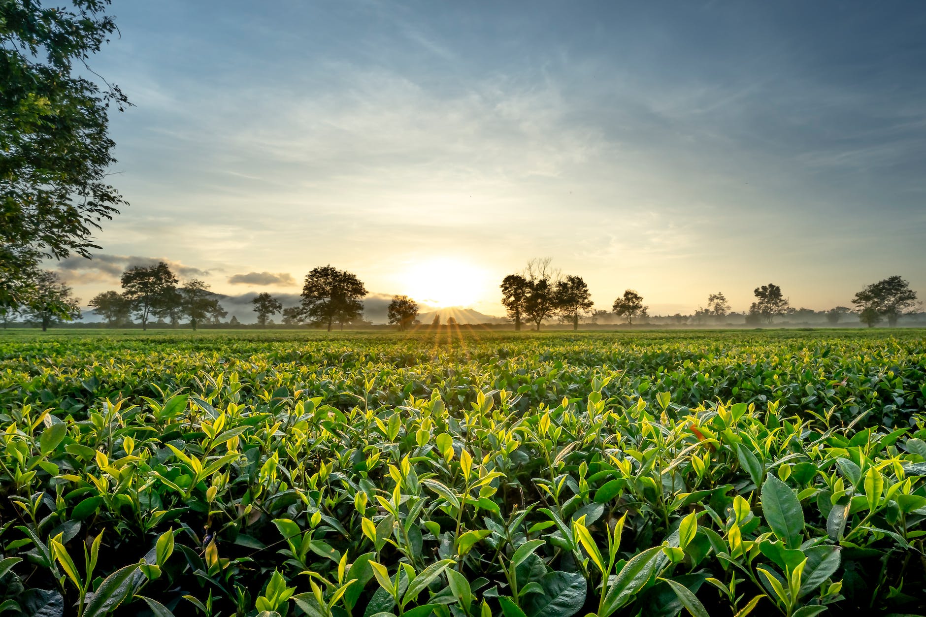 tea shrubs and trees on farmland at sundown