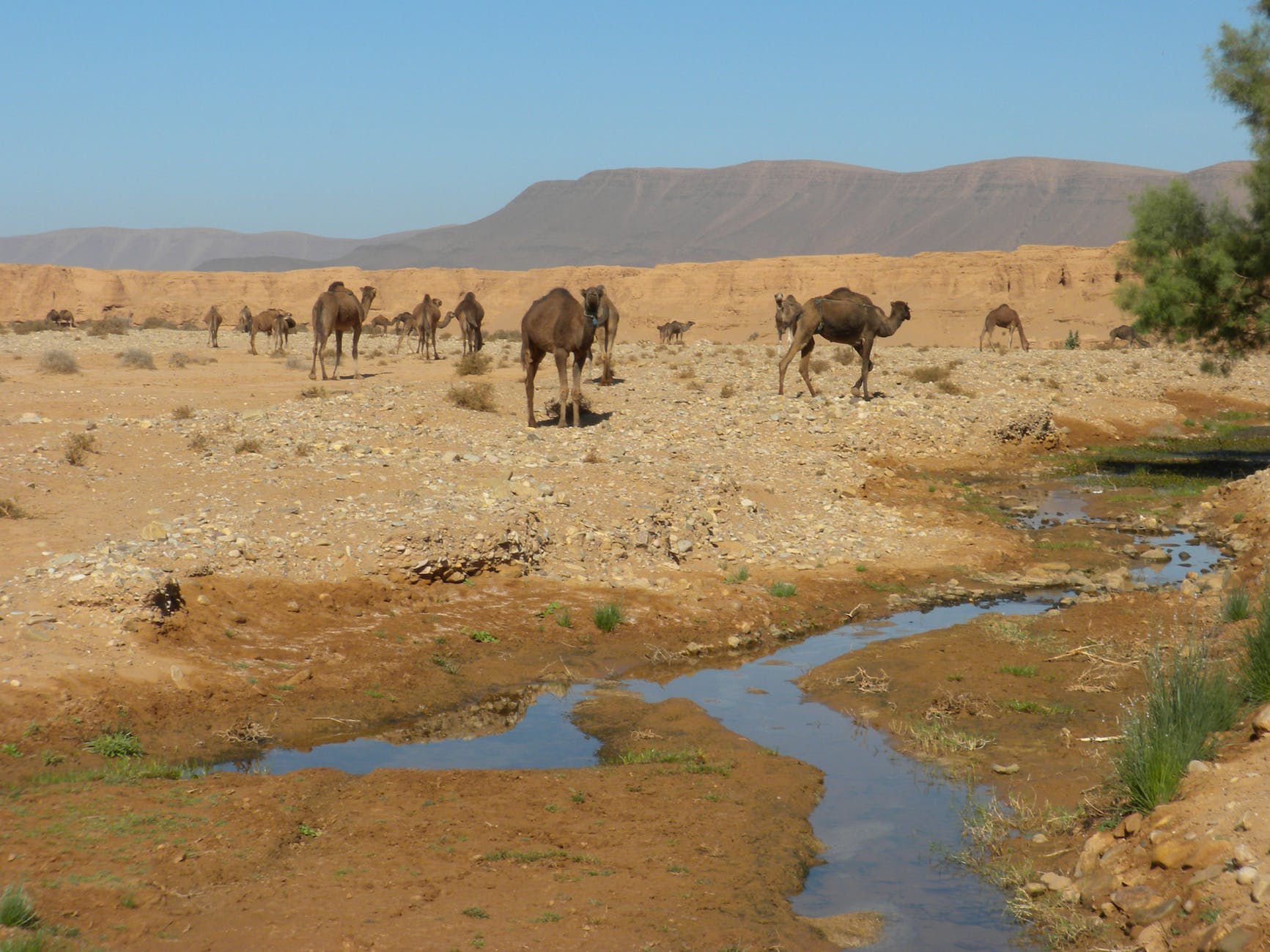 camels in the desert by the river