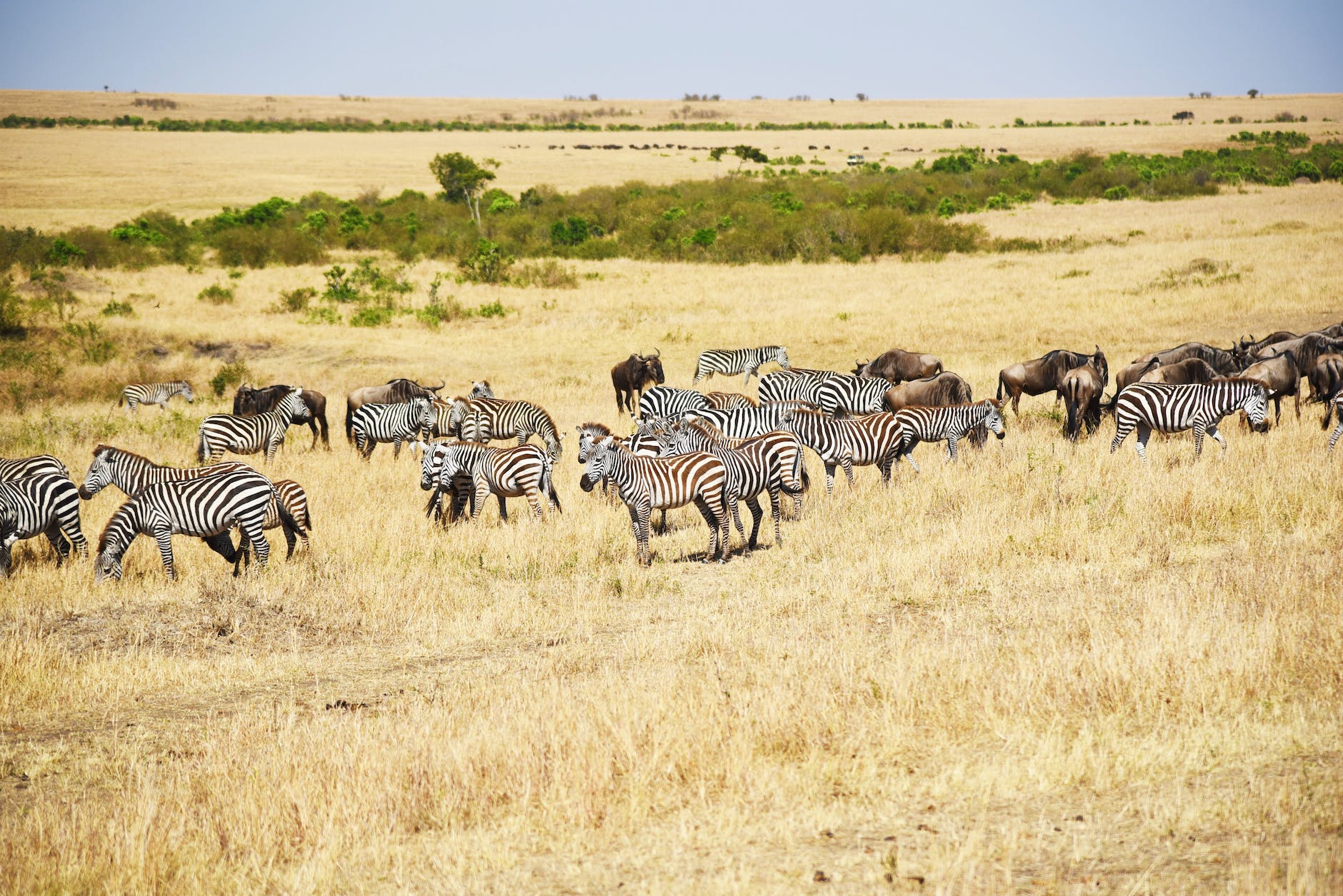 zebras on brown grass field