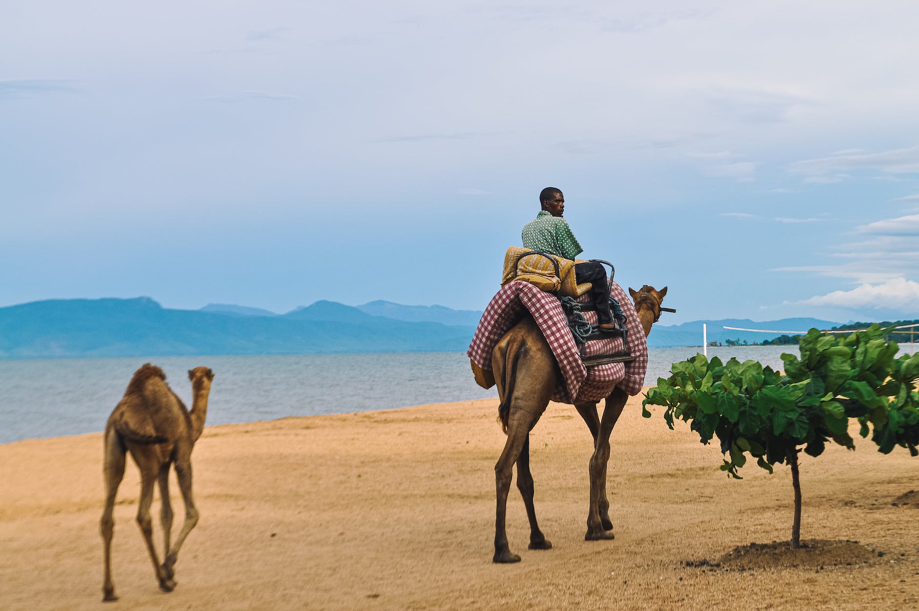 man riding a camel