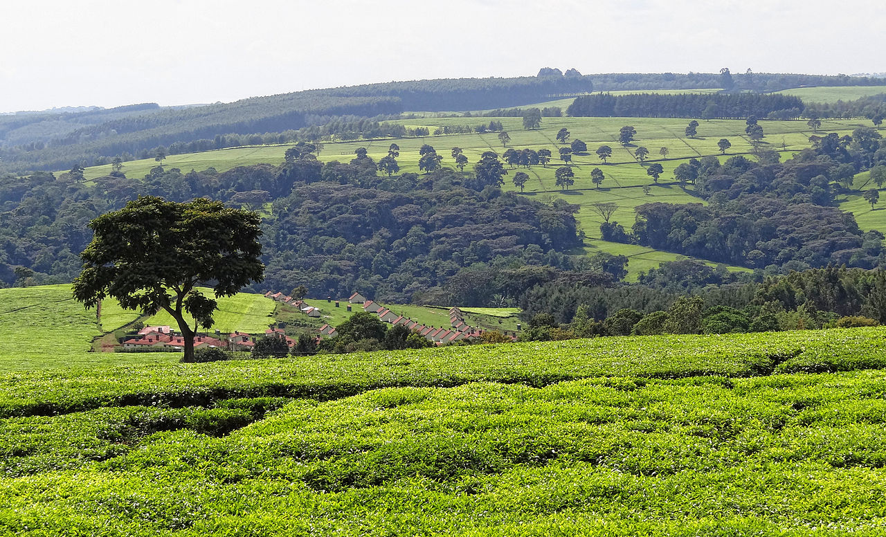 Bomet County Tea estates